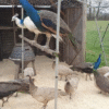 Peacocks for Sale