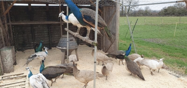 Peacocks for Sale