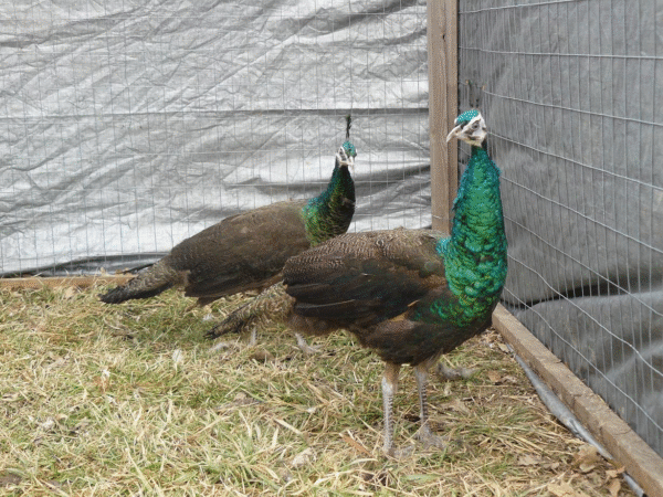 baby peacocks for sale