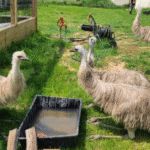 emu for sale