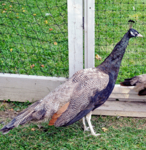 How to Care for Peacocks Year-Round