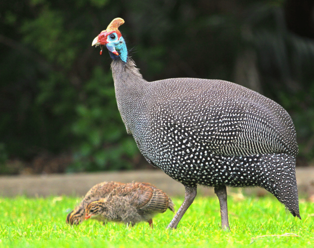 Guinea Fowl for Pest Control