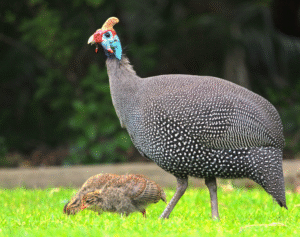 Guinea Fowl for Pest Control