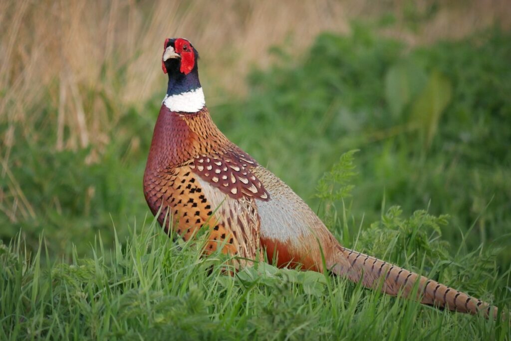 Beginner’s Guide to Raising Pheasants