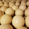 ostrich eggs for sale