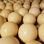 ostrich eggs for sale