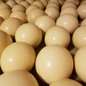 ostrich eggs for sale
