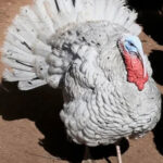 turkeys for sale