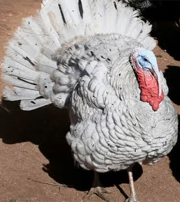 turkeys for sale