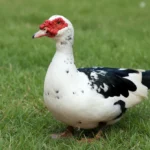 muscovy ducks for sale