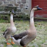 chinese goose for sale