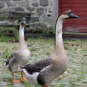 chinese goose​ for sale