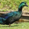 cayuga ducks for sale