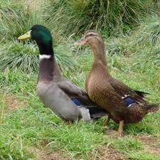 mallard ducks for sale