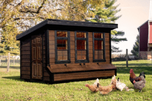 Choose the Right Chicken Coop for Your Flock Size