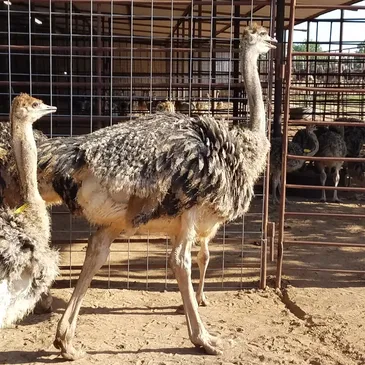 ostrich for sale​