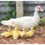 muscovy duck chicks for sale